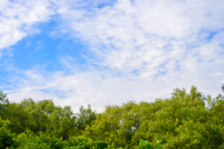 Blurred background : Abstract nature green blur trees in forest with sky. spring and summer season.の写真素材
