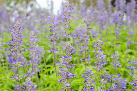 Blue salvia,salvia flower in the garden.の写真素材