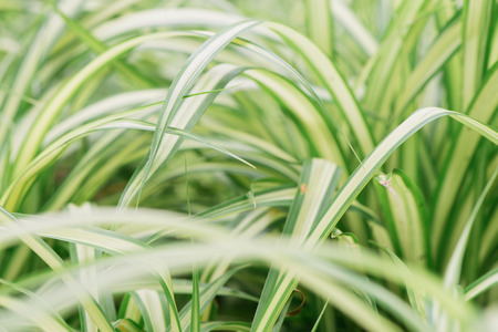 Green grass background texture.の写真素材