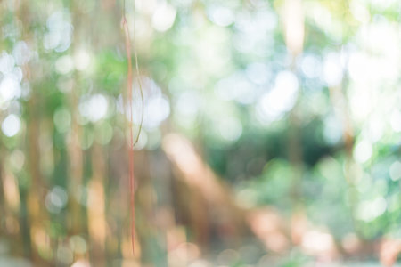 Blurred park with bokeh light, natural backgroundの写真素材