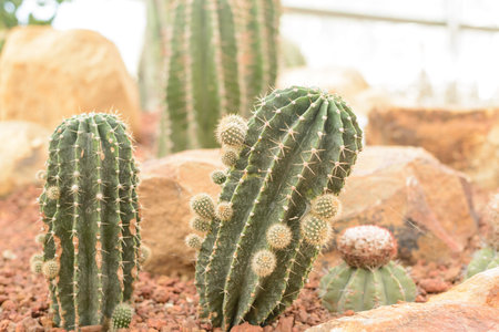 Closeup of The Golden ball cactus. Echinocactus. Background of golden ball cactus