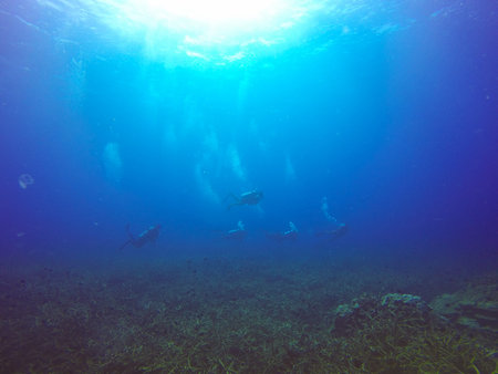 Scuba Divers swimming over the live coral reef full of fish and sea anemones.