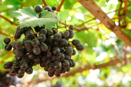 Branches of red wine grapes growing in Italian fields. Close up view of fresh red wine grape in Italy. Vineyard view with big red grape growing. Ripe grape growing at wine fields. Natural grapevineの写真素材