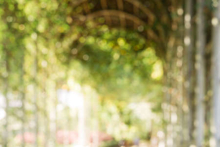 Blurred background : Abstract nature green blurred background with bokeh. spring season. vintage filtered image.の写真素材