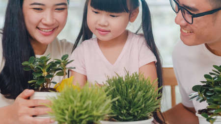 Happy cheerful Asian family dad, mom and daughter watering plant in gardening near window at house. Self-isolation, stay at home, social distancing, quarantine for coronavirus prevention.の写真素材