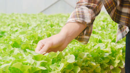 Cheerful young attractive Asia guy farmer checking research quality of green oak from hydroponics vegetable farm in greenhouse garden in morning. Agriculture organic for health, Vegan food concept.の写真素材