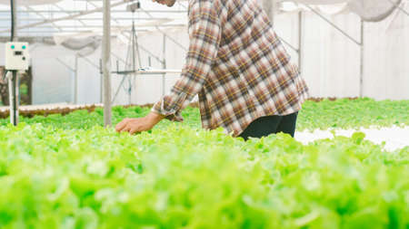 Cheerful young attractive Asia guy farmer checking research quality of green oak from hydroponics vegetable farm in greenhouse garden in morning. Agriculture organic for health, Vegan food concept.の写真素材