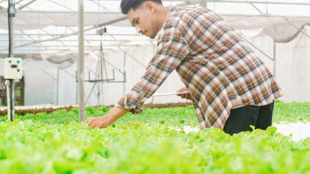 Cheerful young attractive Asia guy farmer checking research quality of green oak from hydroponics vegetable farm in greenhouse garden in morning. Agriculture organic for health, Vegan food concept.の写真素材