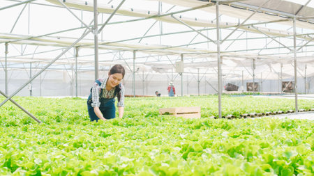 Portrait of young Asia lady farmer holding basket of green oak looking at camera and smile in hydroponics vegetable farm in morning. Agriculture organic for health, Vegan food, Small business concept.の写真素材