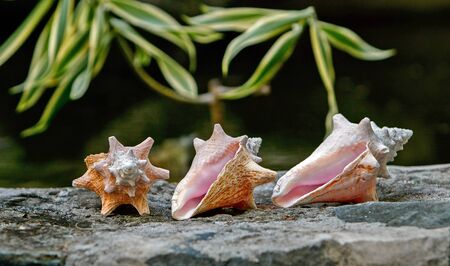 Three seashells lying on a stone wall.の写真素材