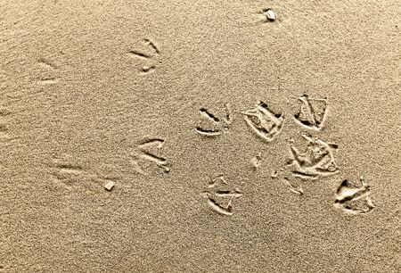 Seagull's prints on sand.の写真素材