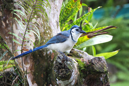 A White-throated Magpie Jay sitting on a tree.の写真素材
