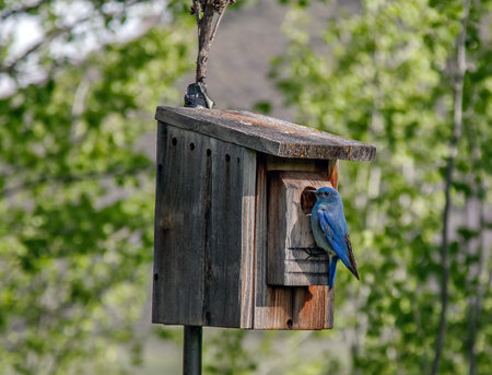 Mountain blue bird perched on a birdhouse.