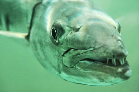 Closeup of a barracudaの写真素材