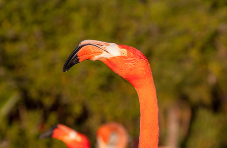 Portrait of a flamingo,の写真素材