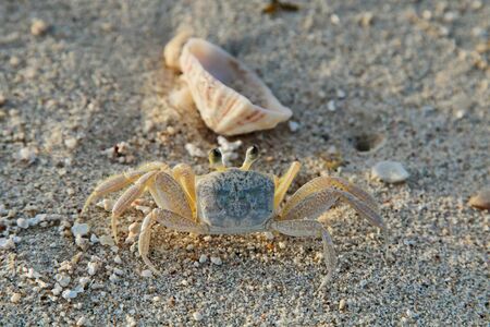 Atlantic ghost crab stands motionless on the beach.の写真素材