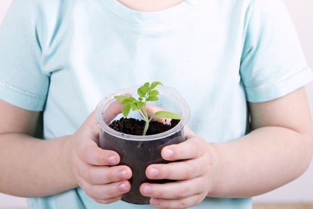 Child holding young plant in hands. child holds up a pot of tomato seedlingsの写真素材
