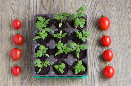 seedling plants cherry tomatoes and tomato fruitsの写真素材