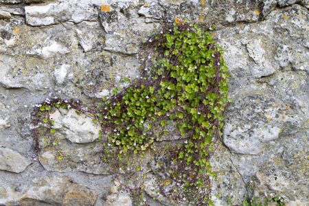 eel blooming flower plant on the stone wall ormanentの写真素材