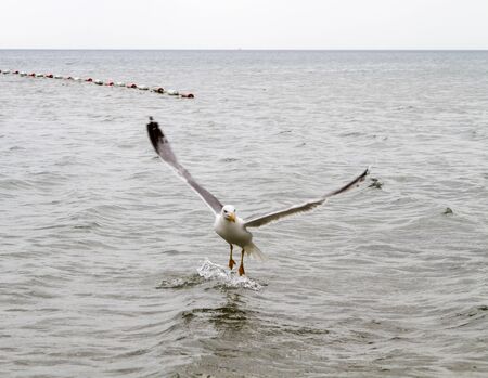 Sea gull on the water hunting ducksの写真素材