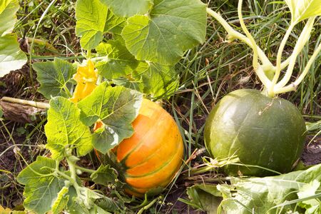 Green and yellow pumpkin ripen growing in the garden in the grassの写真素材