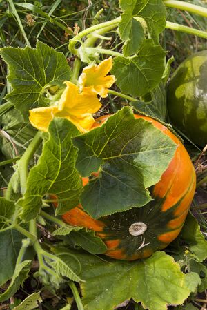 Green and yellow pumpkin ripen growing in the garden in the grassの写真素材