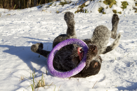 drathaar dog playing outside in the snow lying toy circle ring winterの写真素材