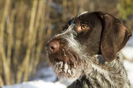 dog muzzle close up nose in snowの写真素材