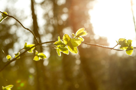 young green little leaves on branch on natural sunset backgroundの写真素材