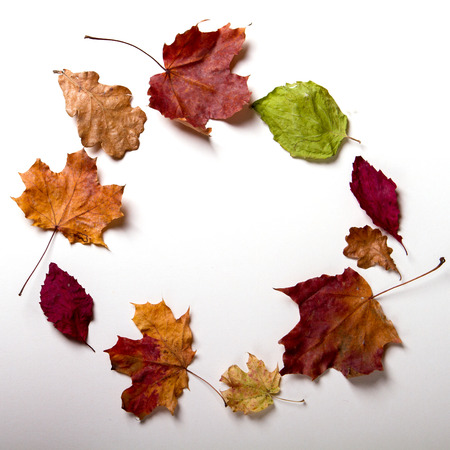 autumn leaves in a circle. square formatの写真素材