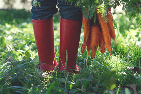 Close up of a carrot children with a bunch of freshly picked carrots in a carrot fieldの写真素材