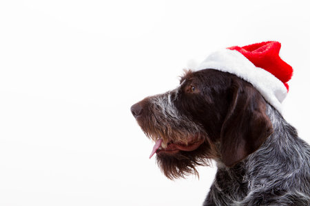 Black dog in santa outfit
