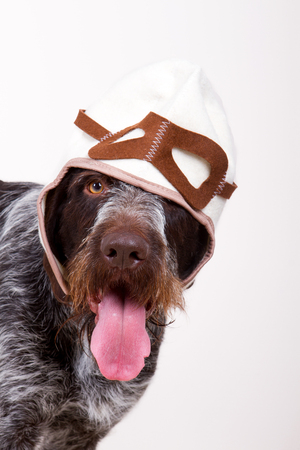 dog is pilotの写真素材