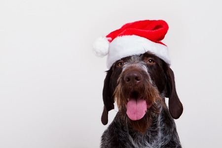 dog in a santa hatの写真素材