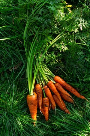 A bunch of carrots on the grass, a new cropの写真素材