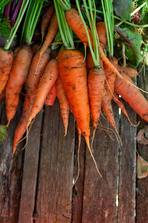 bunch of carrots on a woodenの写真素材