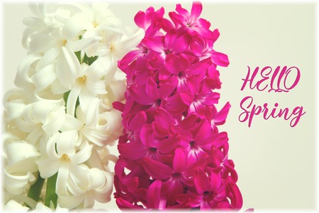 Hello spring cardの写真素材