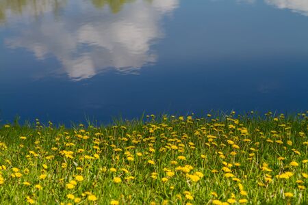 background of dandelions and waterの写真素材