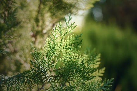 A leaf of tuya.の写真素材