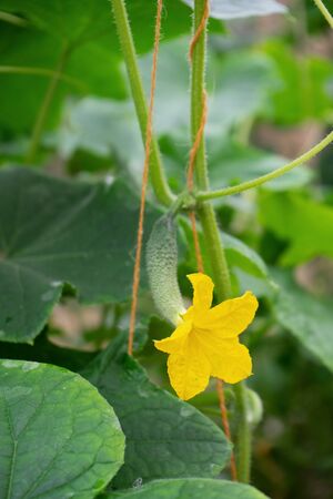 Sprout of a young cucumber on a branch with a flowerの写真素材