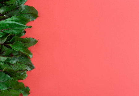 fresh beet leaves on a red background side view, culinary background.