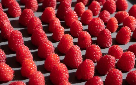 Pattern made of fresh berry, raspberry. Fresh fruits. Flat lay, top view, square.の写真素材