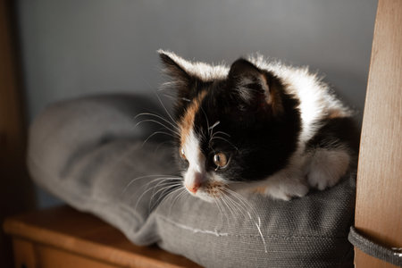 small kitten lies on a pillow on a chair and bask in the sun.の写真素材