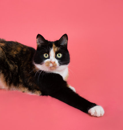 Tricolor pooch on purple background with copy space. The cat lies with its black paw stretched forward in front of it with a white toe.の写真素材