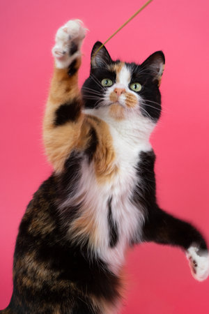young tricolor cat hunts for a blade of grass on a plain pink magenta background in the studioの写真素材