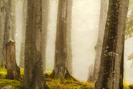 foggy forestの写真素材