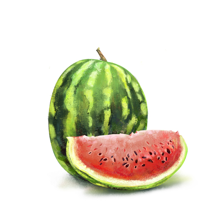 Watermelon. Watermelon drawing isolated on white backgroundの写真素材