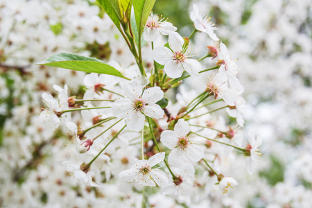 Cherry flowerの写真素材