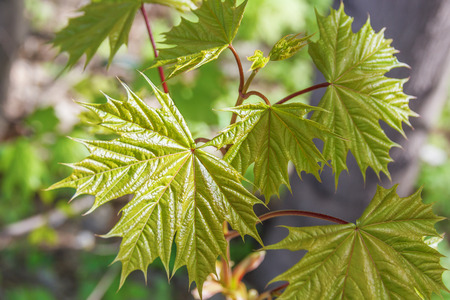New maple leavesの写真素材