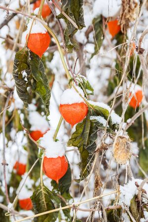 Physalis in the snowの写真素材